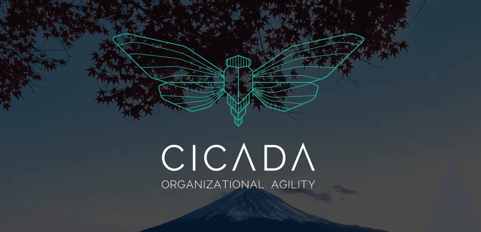 Picture of a Cicada fully expanded